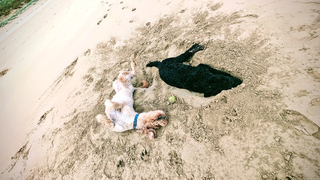 Death scene on the beach, portrayed by Moxie and Evie #FridayVibes #dogs