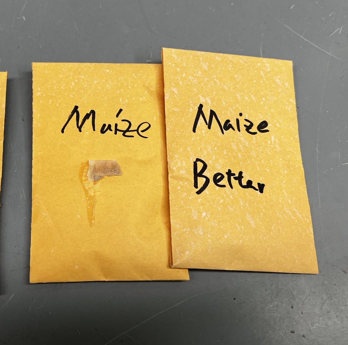 Cleaning out the lab. Found these two envelopes in a pile of seed packets dated to circa 2015: “Maize” and “Maize Better.”