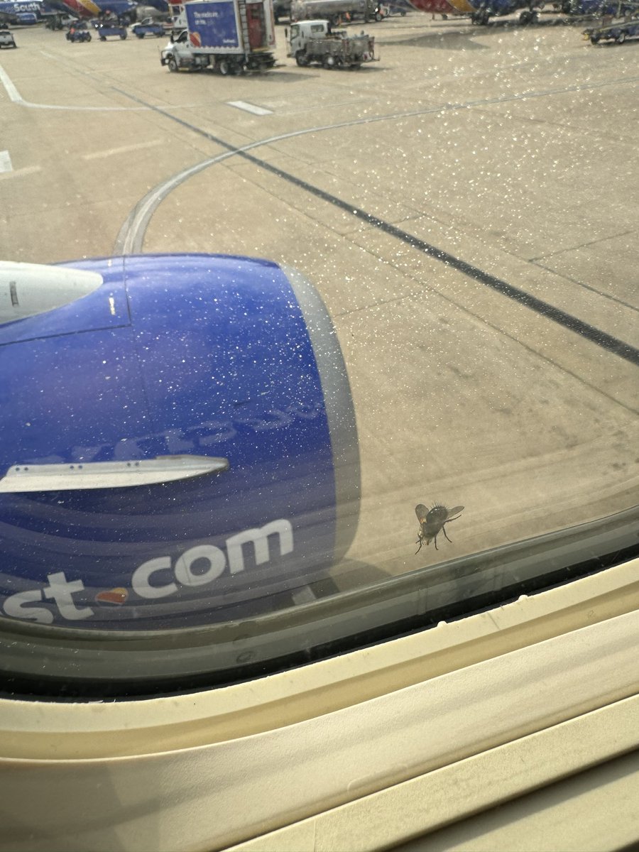 On our weekly commute for weekend shows in Detroit and Columbus on @SouthwestAir and noticed this freeloader. Nobody rides for free; at least without a Companion Pazzzzzz…🐝