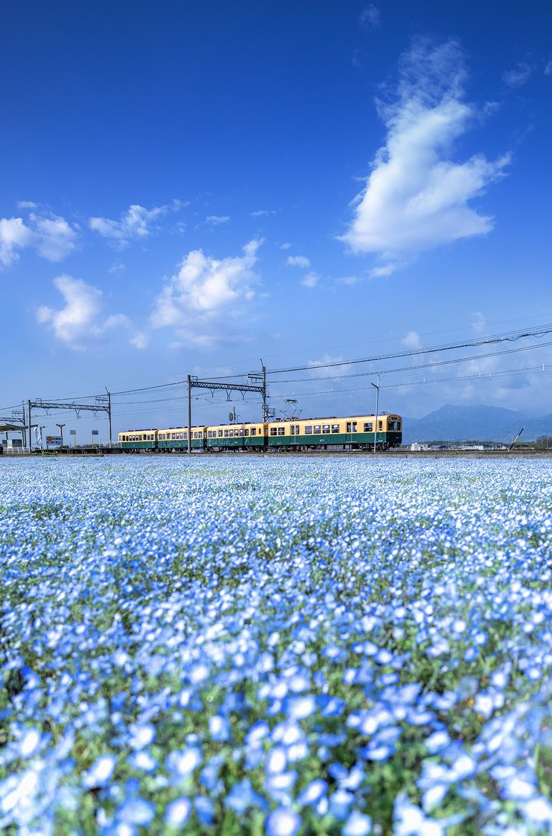 ネモフィラブルー🩵