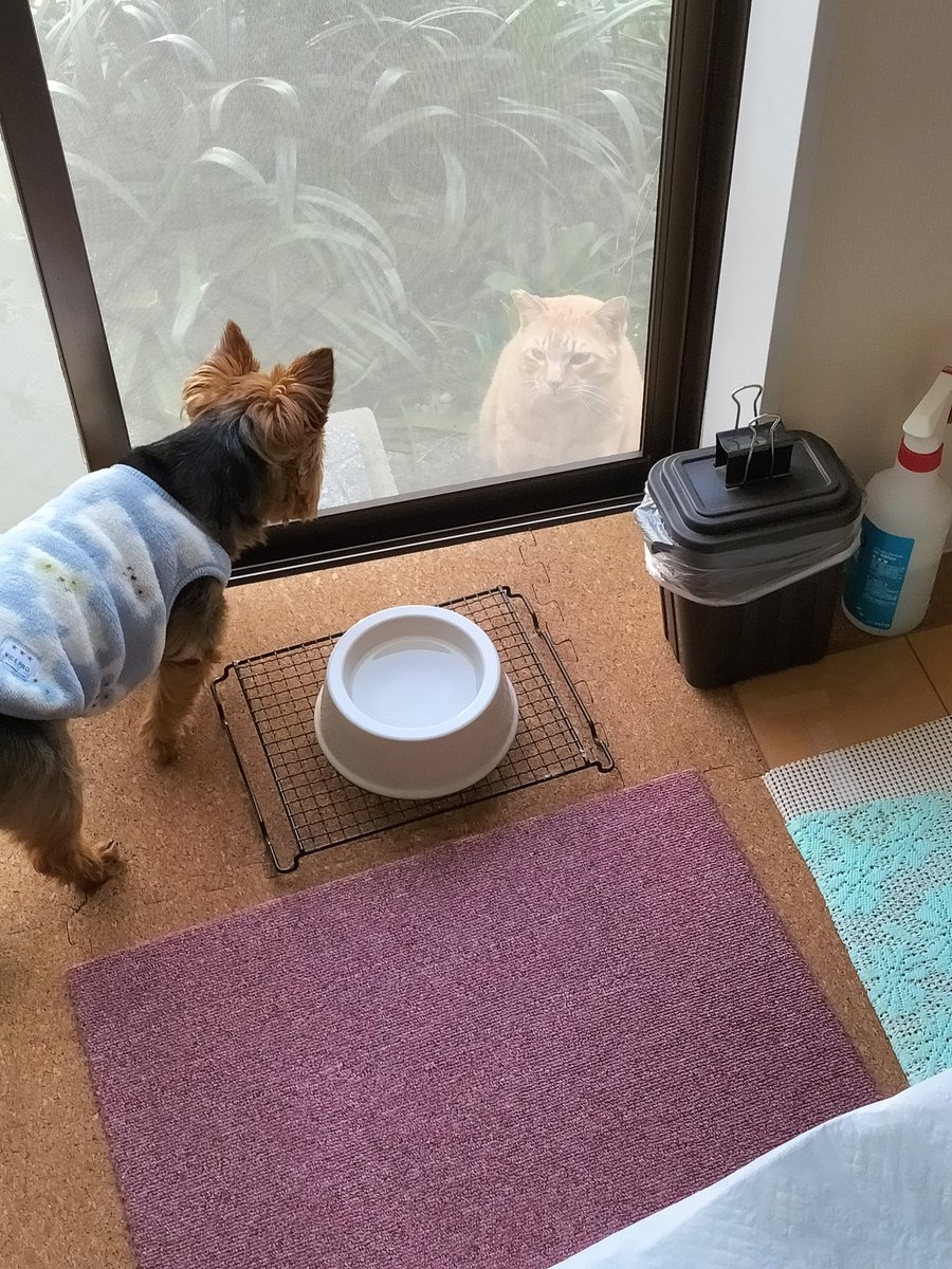 yonsentousinn's tweet photo. 今日は近所の🐱親分猫と世間話をしてる、ヨークシャテリア。
こつぶ🐶さんでした。 https://t.co/qqXkvm1P6i