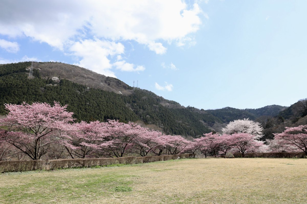 黒保根運動公園の桜
(2024.04.7)

#Canon
#canonphotography