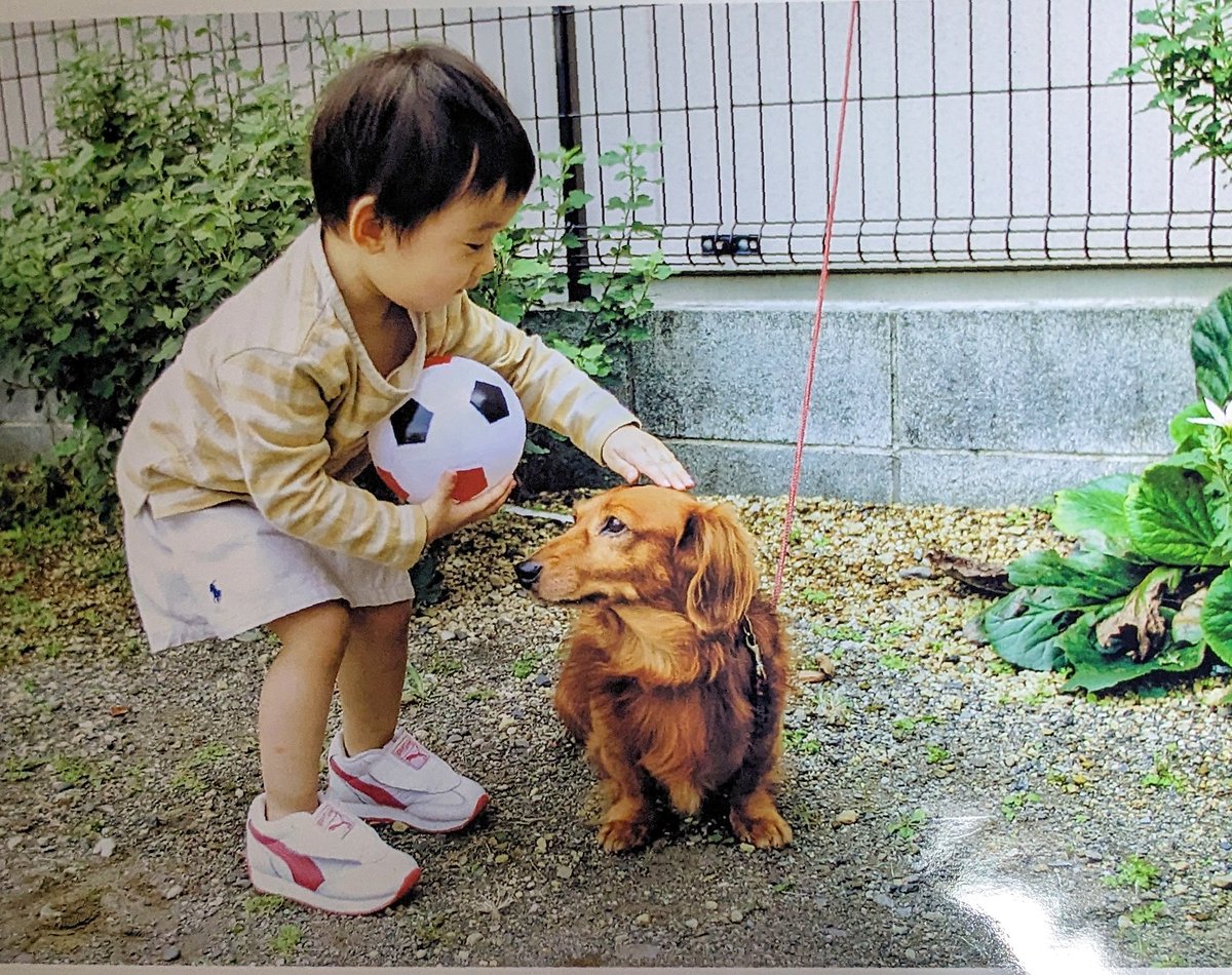 UgCp4's tweet photo. @ThisIsNitsuco 成長は嬉しいですよね。
子どもの成長のスピードってスゴイです。
娘が初めてワンちゃんと遊んだ瞬間です。人生初イヌ。（笑） https://t.co/qy1ZM7yIz7
