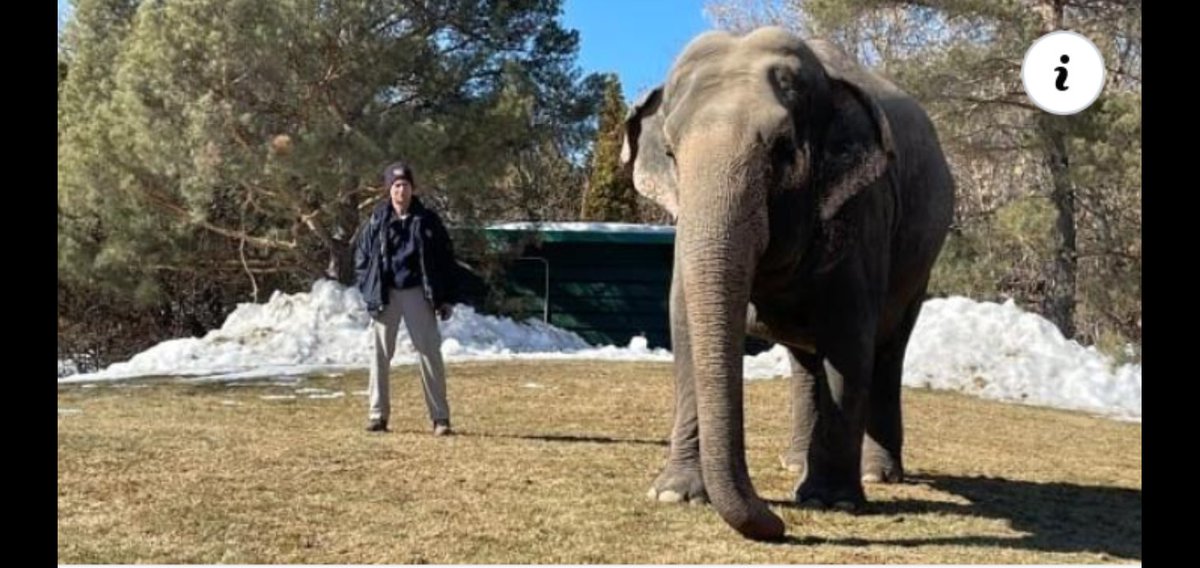 JulieKi53713414's tweet photo. ๐จ๐ฆ๐โ๏ธ๐ค๐ต๐ฆ๐ฟ
Edmonton Valley Zoo TORTURE$ poor preciou$ Lucy
FULL-STOP,
$ince 1977, until they $nuff her out as $he become$ more u$eLe$$ ๐ค๐ต๐ฆ๐โ ๏ธ๐ฅ๐ฟ #AnimalMortalityInsurance https://t.co/IpN16tR6y4