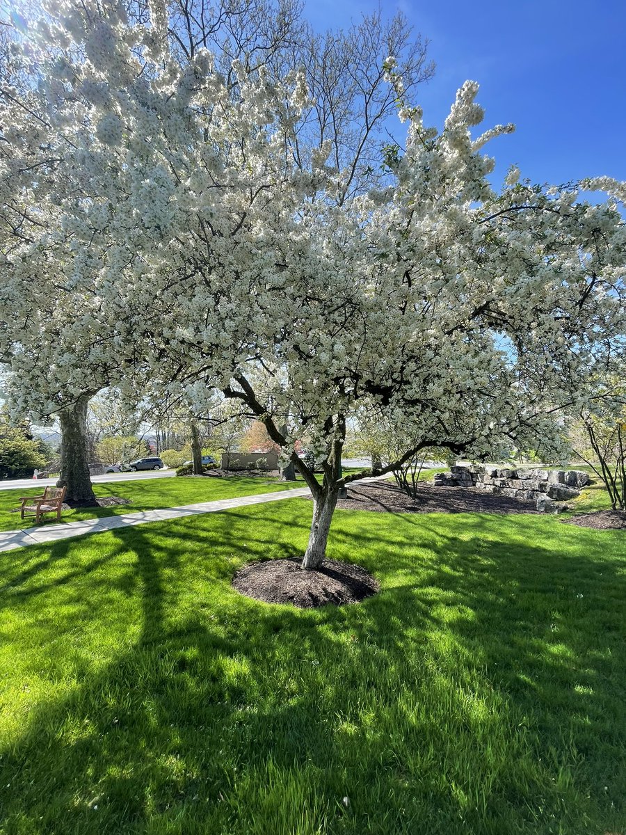 Nice day for a walk at the Hotel Hershey 
#nature #tree #flowers #NatureBeauty #hersheypa #spring