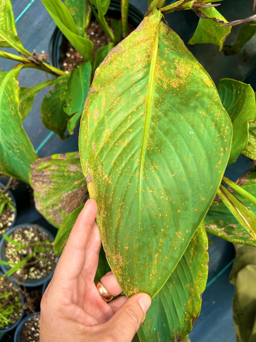 Keeping the #rust theme: plumeria, monstera-like, and canna lily heavily infected #plantdoctor #planthealth #ornamentals @plantdisease @APS_Tropical @UFPlantPath @UFTropical