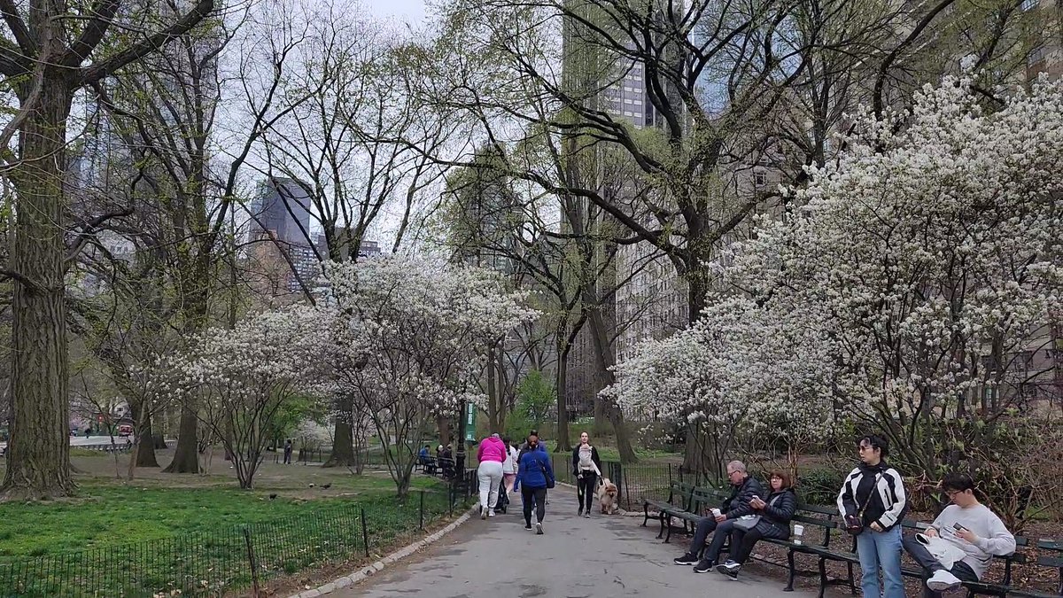 A New York City view from Central Park.   youtube.com/c/PabloGomezNY…