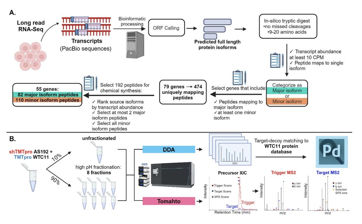 Use of Tomahto, a new targeted mass spec method, combined with @PacBio Kinnex full-length RNA data to to increase detection of isoforms that are turned into proteins - the first step into a personalized proteome. Great work from @GSheynkman  lab! genomeweb.com/proteomics-pro…