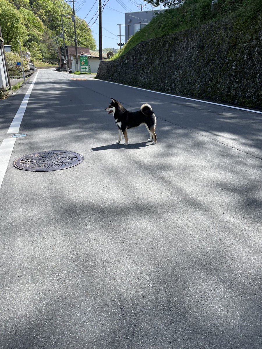 Genken_IZU's tweet photo. 拡散希望

4月19日　10時ごろ
伊豆市柏久保　パチンコレインボー付近の路上で黒い芝犬が迷子になっていました。

保護して伊豆中央警察署に預かって貰いました。

飼い主さんの元に帰れますように🙏

#伊豆市
#修善寺
#パチンコレインボー
#伊豆の国市
#迷い犬
#伊豆中央警察署 https://t.co/BQ435MNoHr