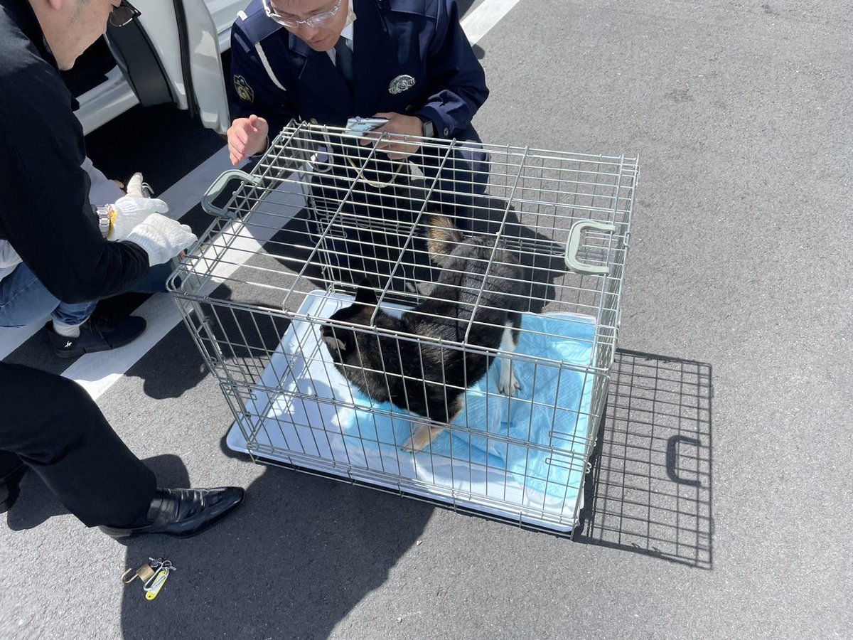 Genken_IZU's tweet photo. 拡散希望

4月19日　10時ごろ
伊豆市柏久保　パチンコレインボー付近の路上で黒い芝犬が迷子になっていました。

保護して伊豆中央警察署に預かって貰いました。

飼い主さんの元に帰れますように🙏

#伊豆市
#修善寺
#パチンコレインボー
#伊豆の国市
#迷い犬
#伊豆中央警察署 https://t.co/BQ435MNoHr