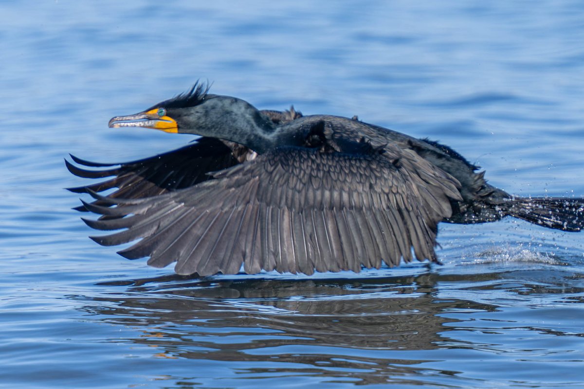 Watching this double-crested cormorant take off was epic. SOoo beautiful! #StanleyPark #Vancouver