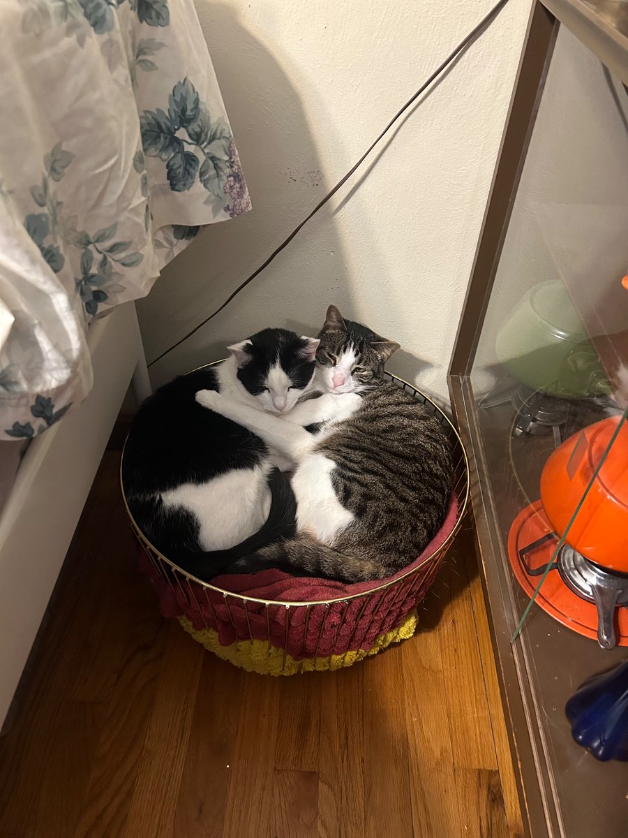 PTurkas's tweet photo. @littlenutsac This is Ned and Eleanor https://t.co/tm0EAtlXx0