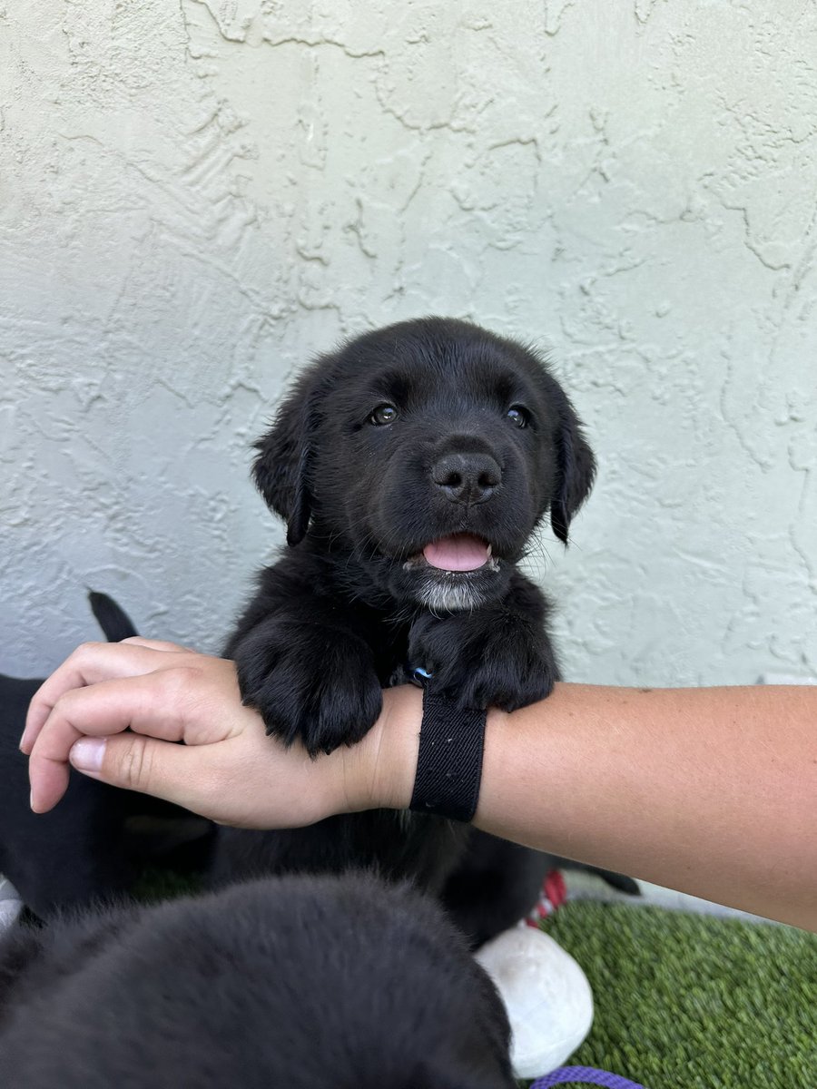 chronicallyjul's tweet photo. @taylornation13 I have my Black Dog. What else do I need? 🐾 
#TTPD #TTPDBoardMeeting https://t.co/VCRYYn3WFI