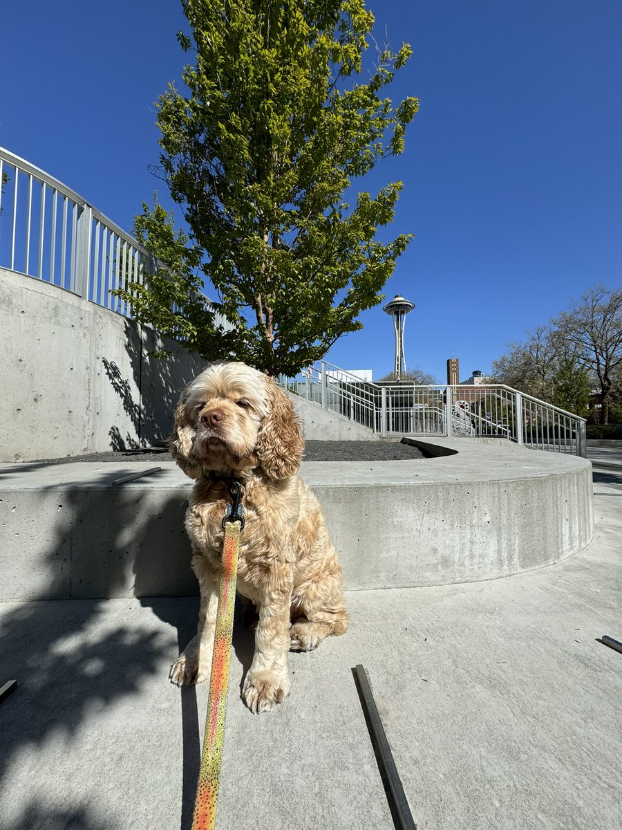 Afternoon walks hit different when it’s clear skies in Seattle!