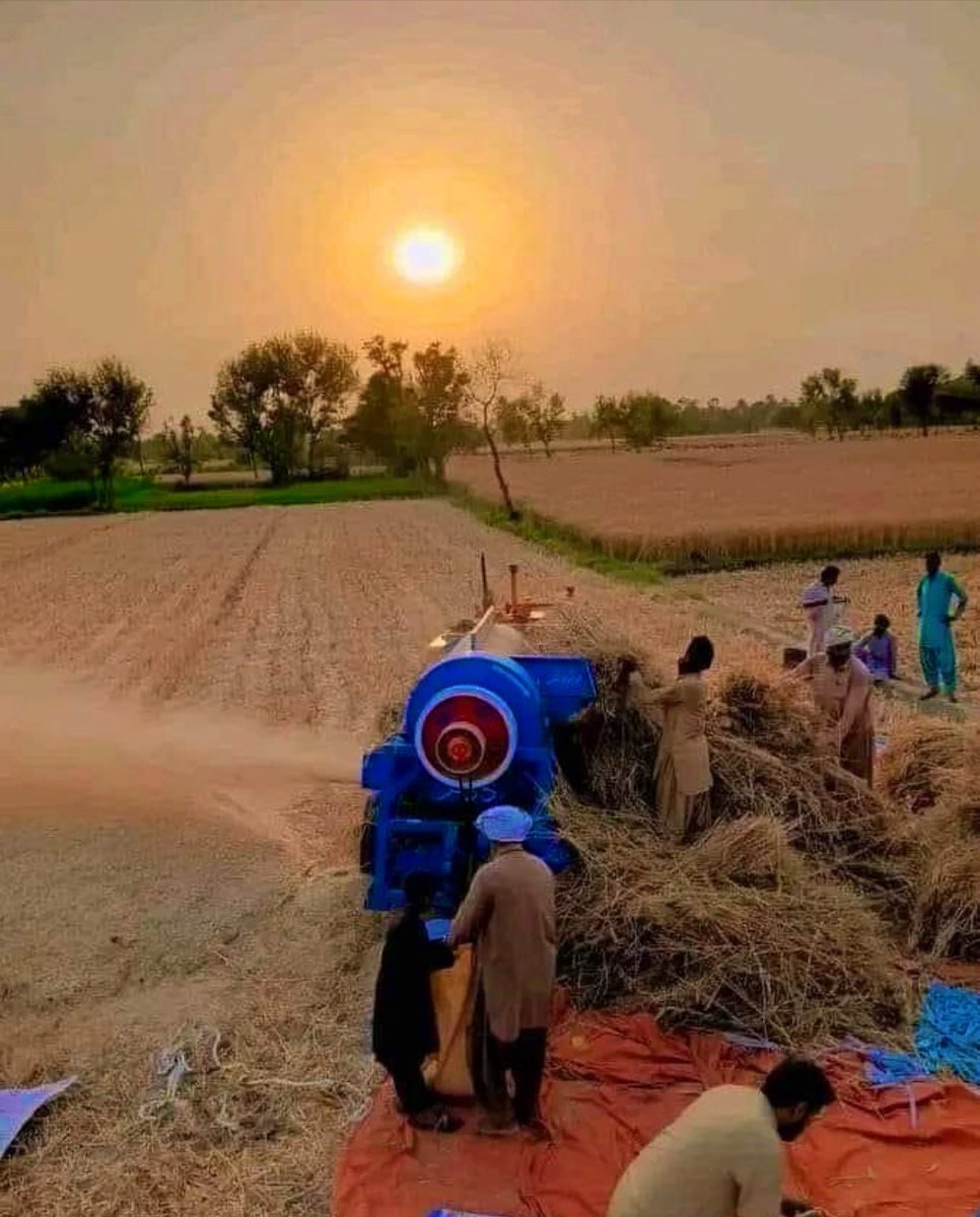 ahmemon05's tweet photo. میرے گاؤں کے اناج سے بھرتا ہے تیرے شہر کا پیٹ🌾
تیرے شہر والے ہمیں پینڈو کہتے ہیں۔ https://t.co/rgh4oBZOn5