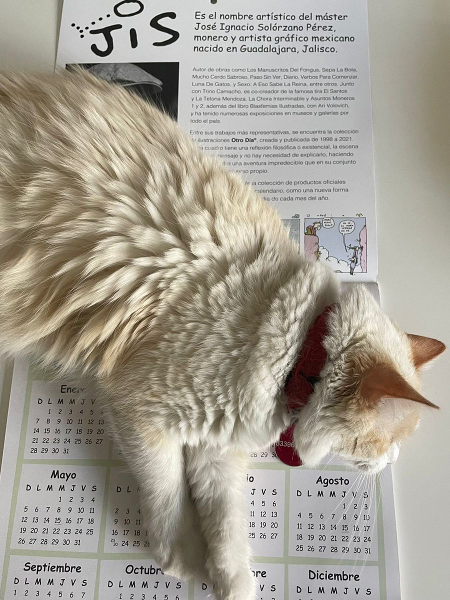 tonypins's tweet photo. Un #michi organizado conoce qué @OtroDia_mx  es bueno para descansar, sabe que un gran molusco es excelente colchón @jisvagoimperial https://t.co/T2XE2U5d6w