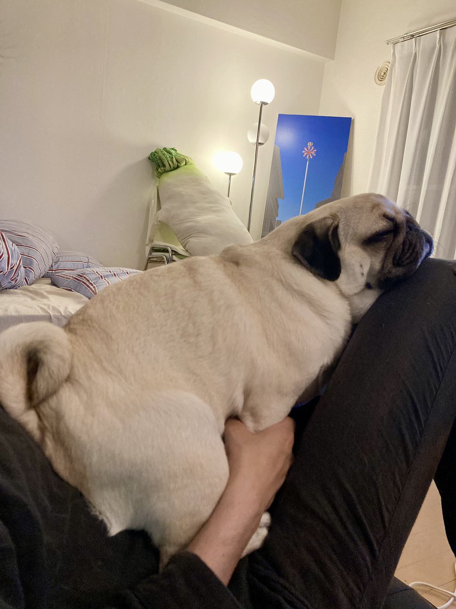 ジャストフィット

#パグ #pug