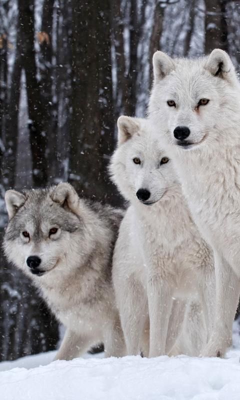 wolfrescues22's tweet photo. https://t.co/rVKscZ3GQk