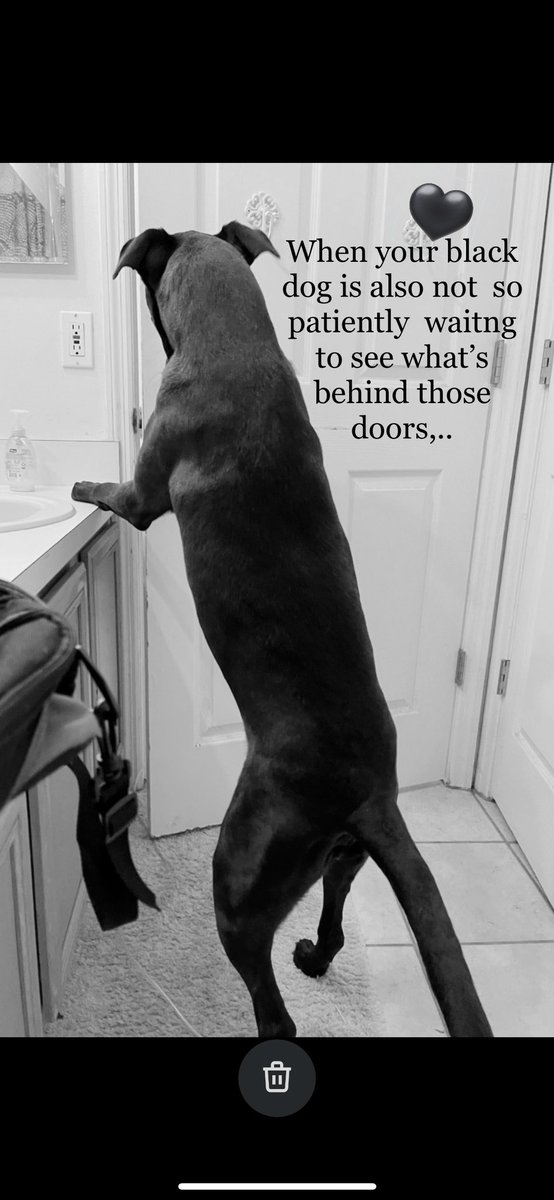 When even ur #blackdog can’t wait to see what behind the doors and hiding in those case files  #TSTTPD #blackdog @taylorswift13 @taylornation13 #TTPDBoardMeeting #ttpdrelease #cryingscreaming #TaylorSwift #TaylorSwift13 #THETORTUEDPOETSDEPARTMENT