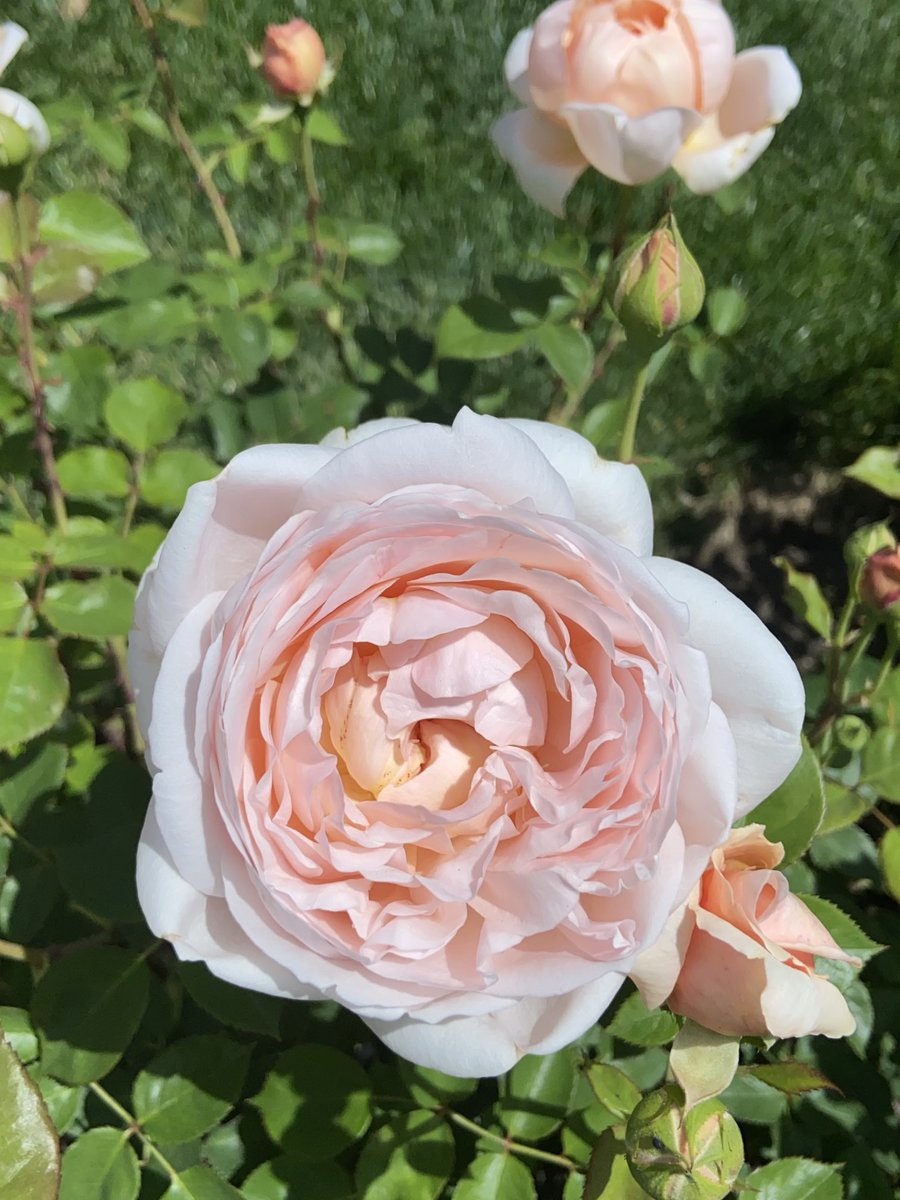 Closer shot of these roses