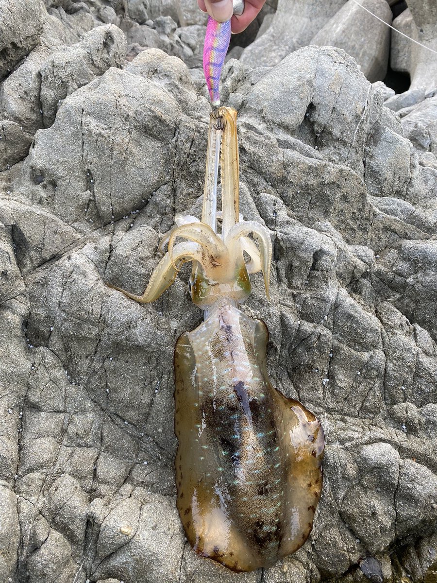 久しぶりの持ち帰りサイズ😂😂
＃エギング
＃エギ王
＃朝まずめ