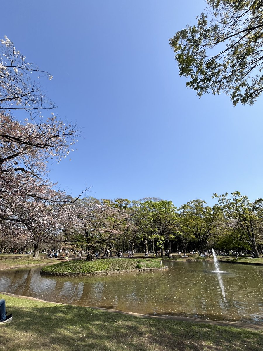 chihuahuadash's tweet photo. 先週末の代々木公園、今年の花見も最後になりました。アースデイもチラ見して、竹で作るテントが優れもの。
#代々木公園��#アースデイ　#渋谷パルコ　
#グラフィックデザイン 
#ロゴ #SP #店舗演出 #雑誌 #紙媒体 
#ハワイ #チワワ #チワワ_ダッシュ_デザイン https://t.co/E23LGvAwsx