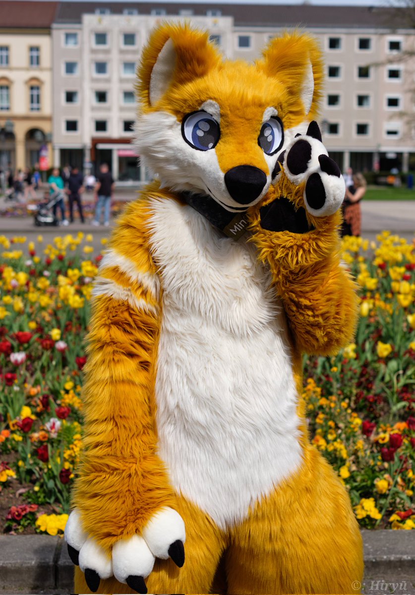 Happy Spring, öhm #FursuitFriday 📸 @HiryuTheDragon