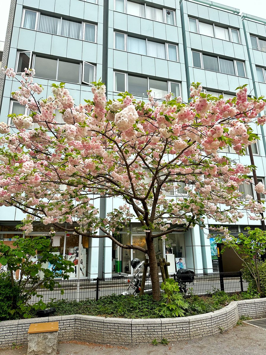 Dün ofis yolundaki bu çiçekli ağacı görmek için dışarı çıktım. Sakura değil ama ne bilmiyorum. Ya da başka bir sakura çeşididir belki bilmiyorum ama çok güzel 🫶🏻🫶🏻