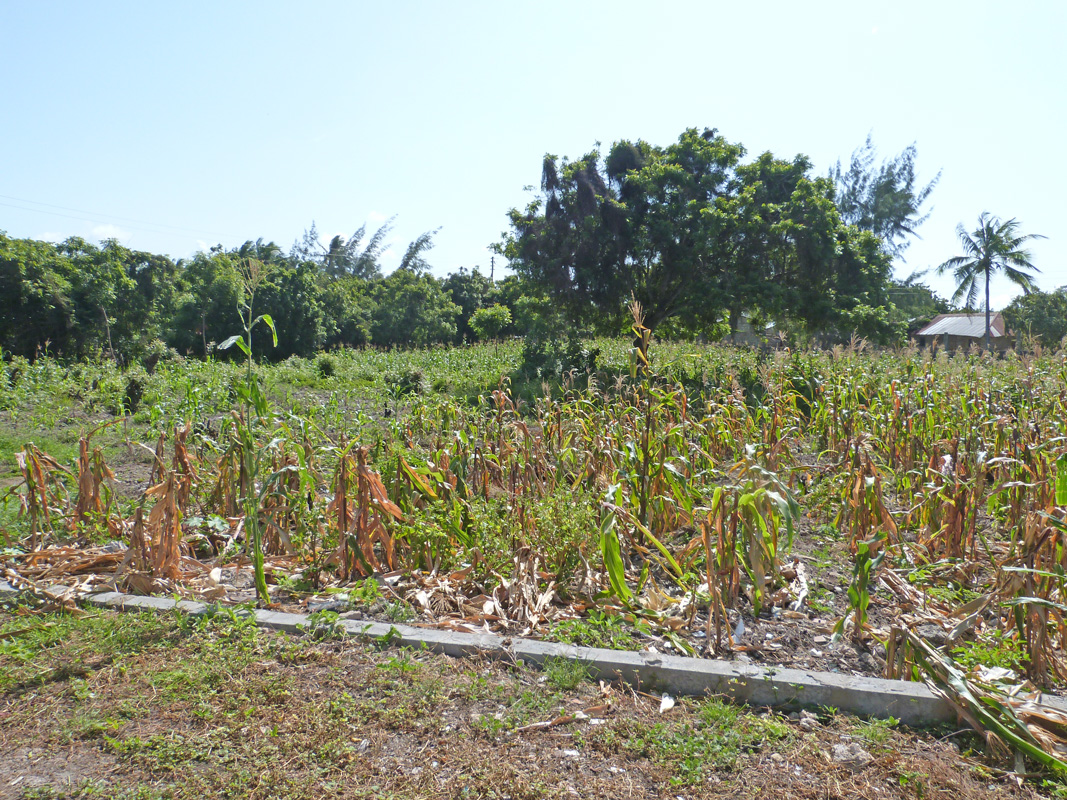 DiscoverWatamu's tweet photo. 2 x Half acre plots for sale near Prawn Lake in Mida Forest, a short walk from Watamu Marine Park beaches.  Ideal for a dream home with potential views of mangroves and Prawn Lake. Priced at Ksh 10 million per plot.  #DiscoverWatamu #propertysales  #kenyacoast https://t.co/yrzndF4HbI