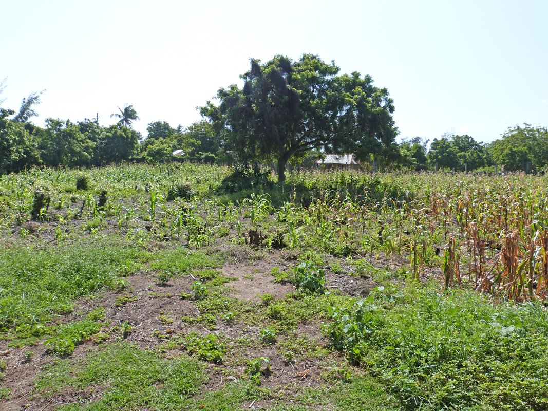 DiscoverWatamu's tweet photo. 2 x Half acre plots for sale near Prawn Lake in Mida Forest, a short walk from Watamu Marine Park beaches.  Ideal for a dream home with potential views of mangroves and Prawn Lake. Priced at Ksh 10 million per plot.  #DiscoverWatamu #propertysales  #kenyacoast https://t.co/yrzndF4HbI
