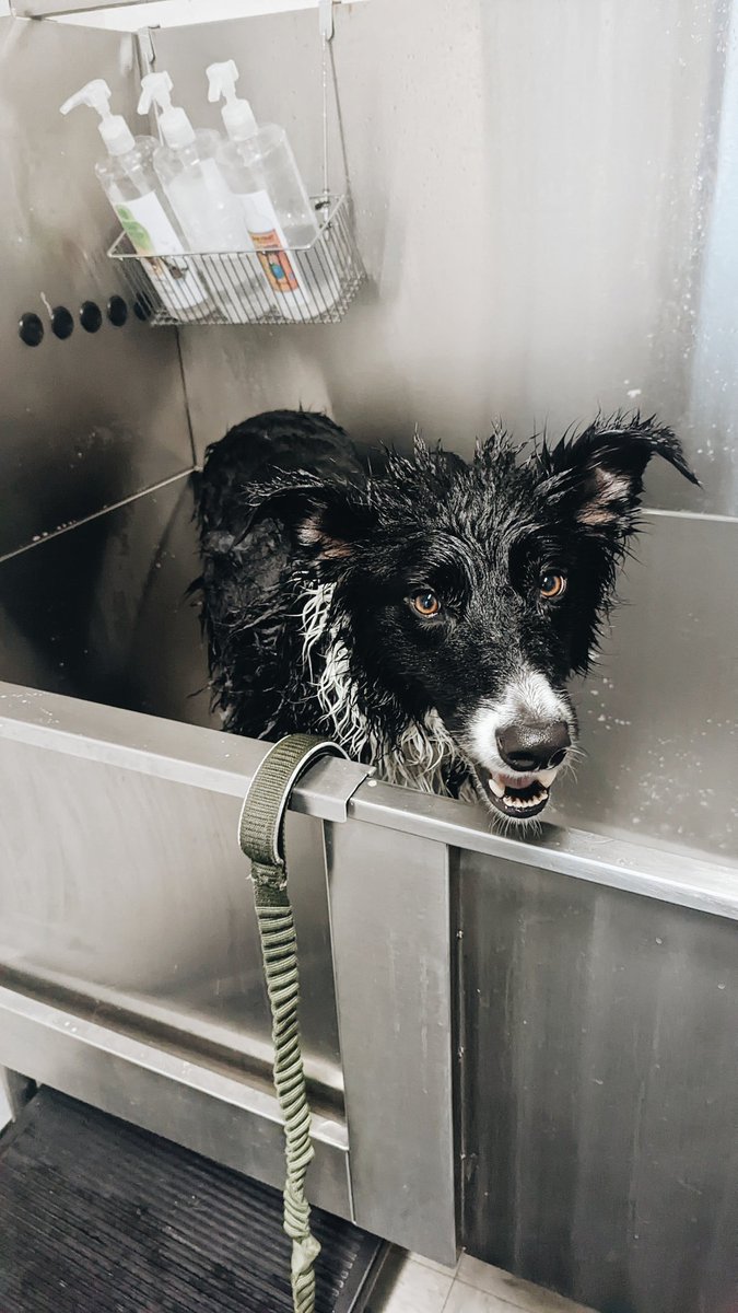 banditthebc's tweet photo. I'm doing so much better at bath time now! 🫧🧼🐕 https://t.co/DnPkUEyHwP
