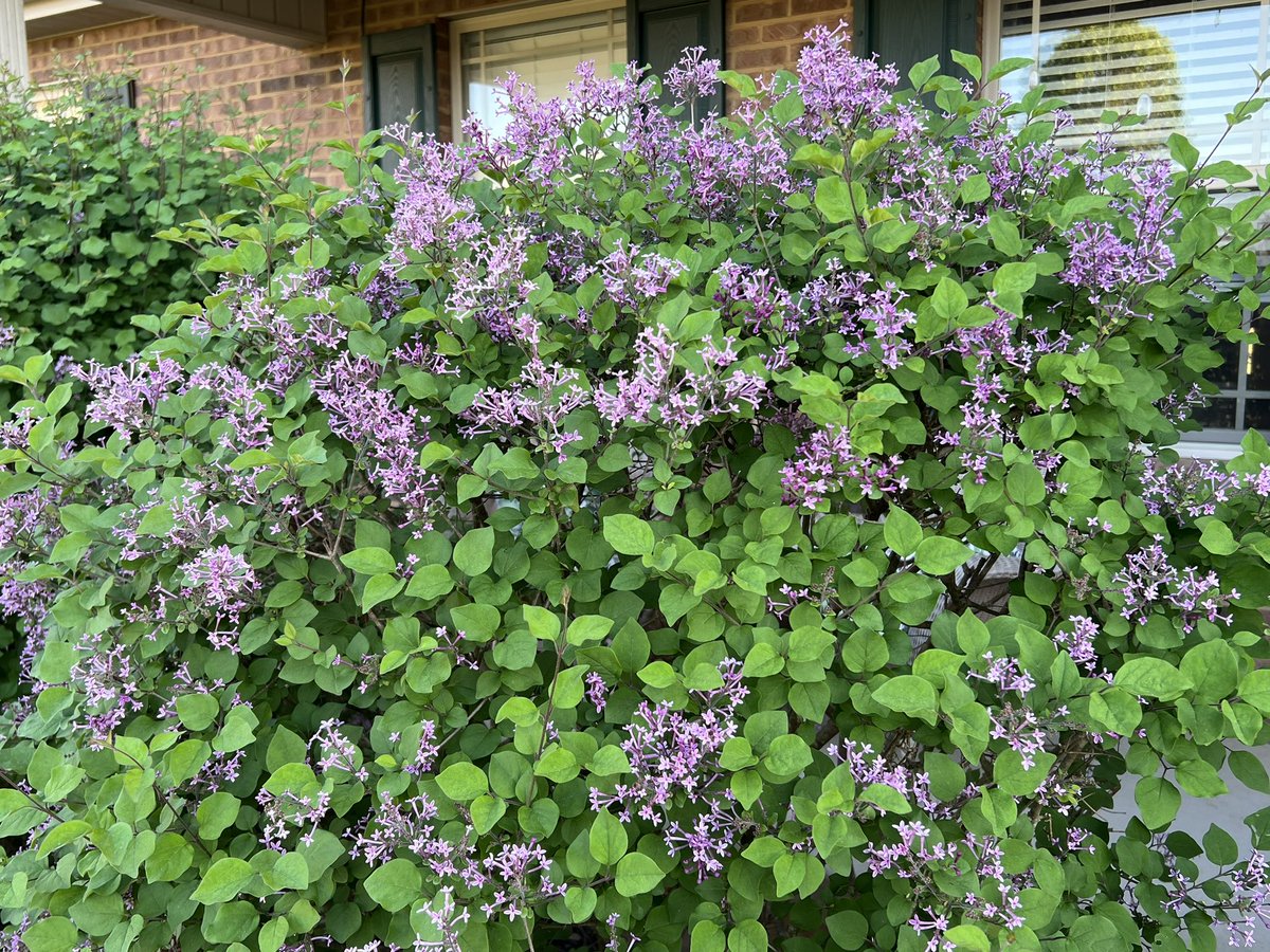 citykitty865's tweet photo. If you could only smell how wonderfully fragrant these Boomerang Lilac bushes are! #Smellavision 🪻#SpringTimeInTN 🌸🌺
#Lilacs https://t.co/P3F35dO0U6