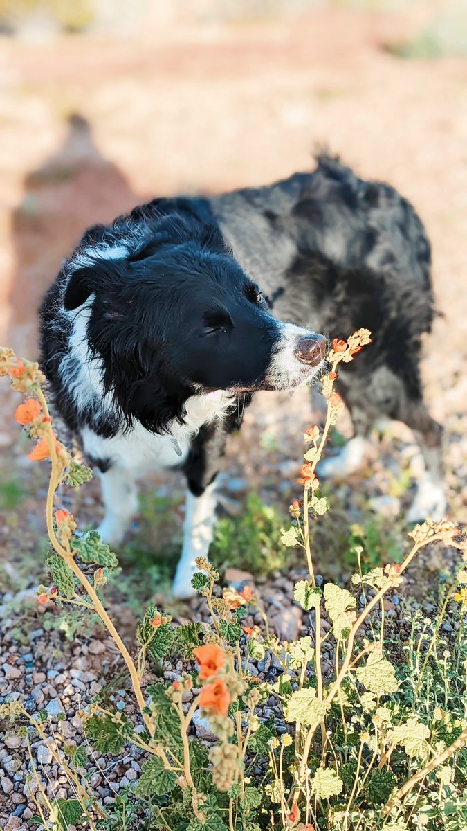 banditthebc's tweet photo. Never forget to stop and #smelltheflowers 🌻

#springtime #springdoggie #bordercollie #desertlove #bandsitstoleourheart #lvdog #lasvegas #spring #flower #cutedog https://t.co/goBIilTwQx