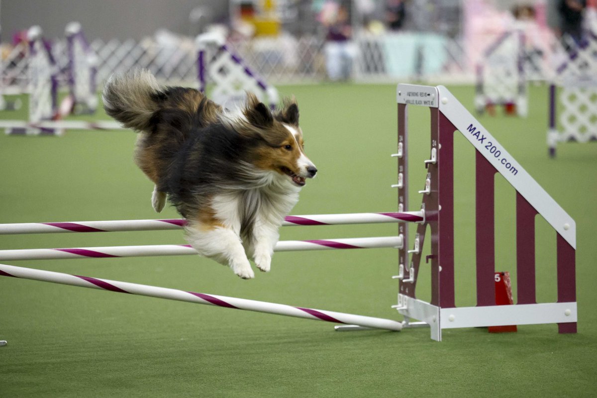 SammySheltie tweet picture