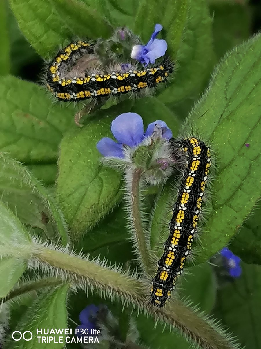 Also good to see three Scarlet Tiger Moth Caterpillars Callimorpha dominula, munching their way through one of their host plants, Green Alkanet near local Church. Around 15mm after Winter Hibernation, they can reach 45mm before pupation @BritishMoths @pam_mcinnes #MothsMatter