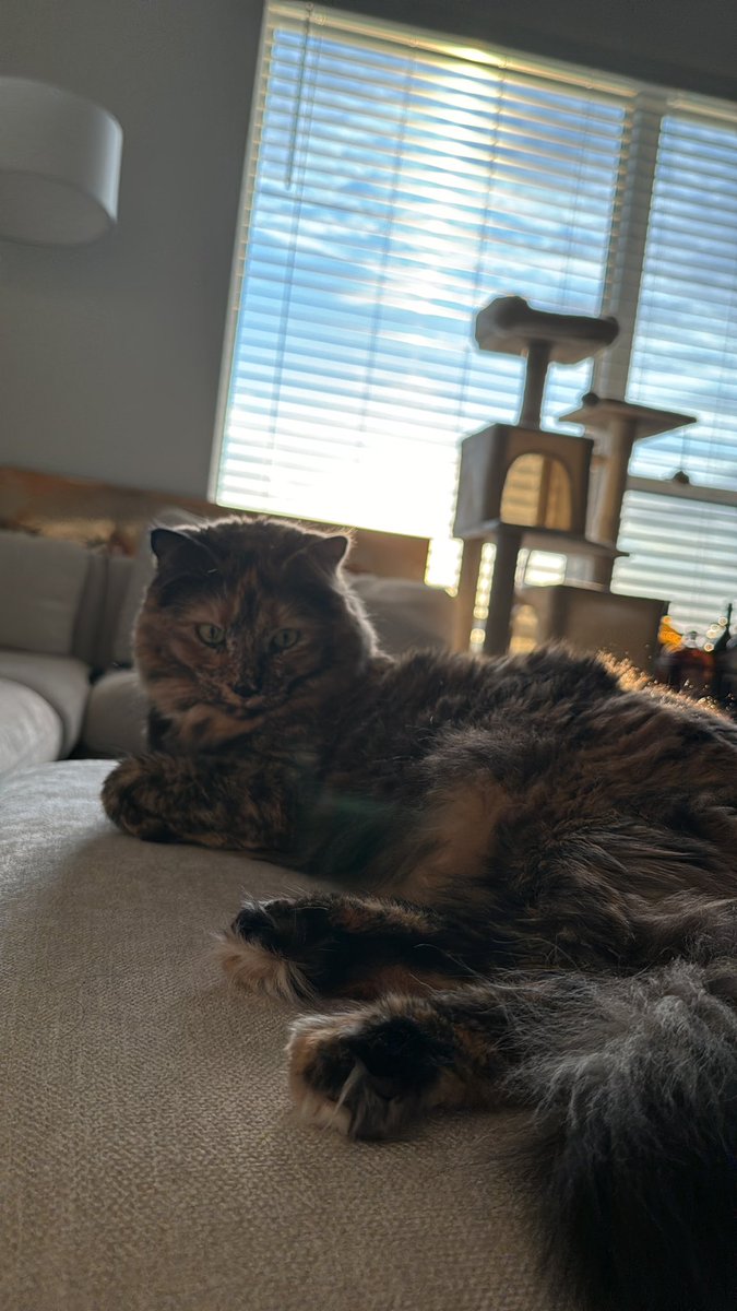 Chloexbunny's tweet photo. Calico floof https://t.co/lTYSKgABCu