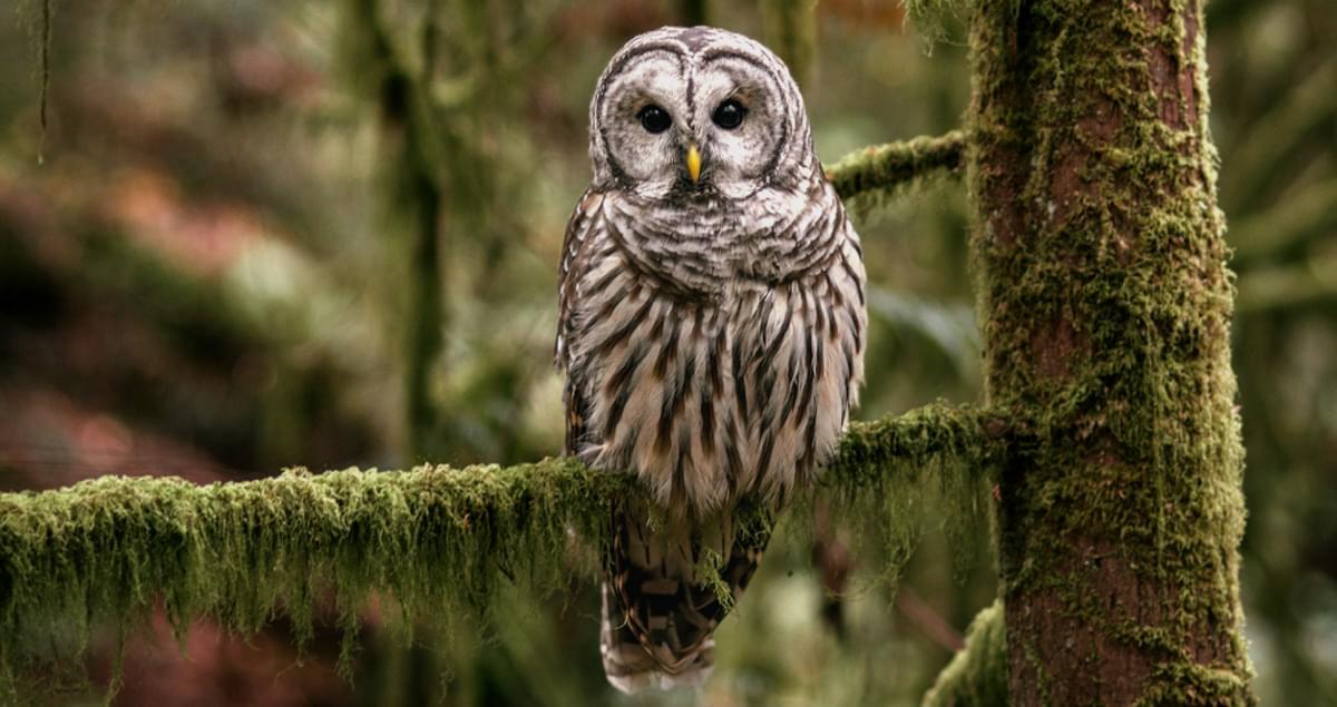 Action to stop the mass killing of Barred Owls in the US Pacific Northwest. thepetitionsite.com/en-gb/171/406/… @Care2
