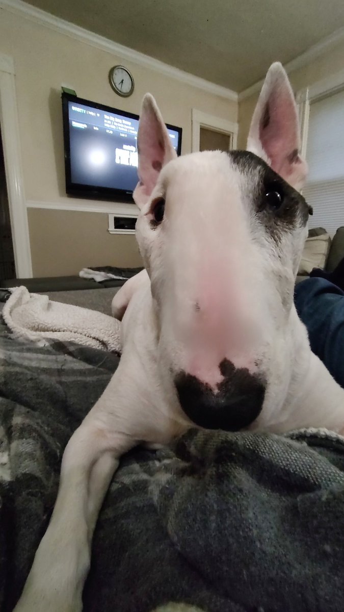 rexthetvterrier's tweet image. New tonight 
#GhostsCBS 
#SoHelpMeTodd
And #Elsbeth