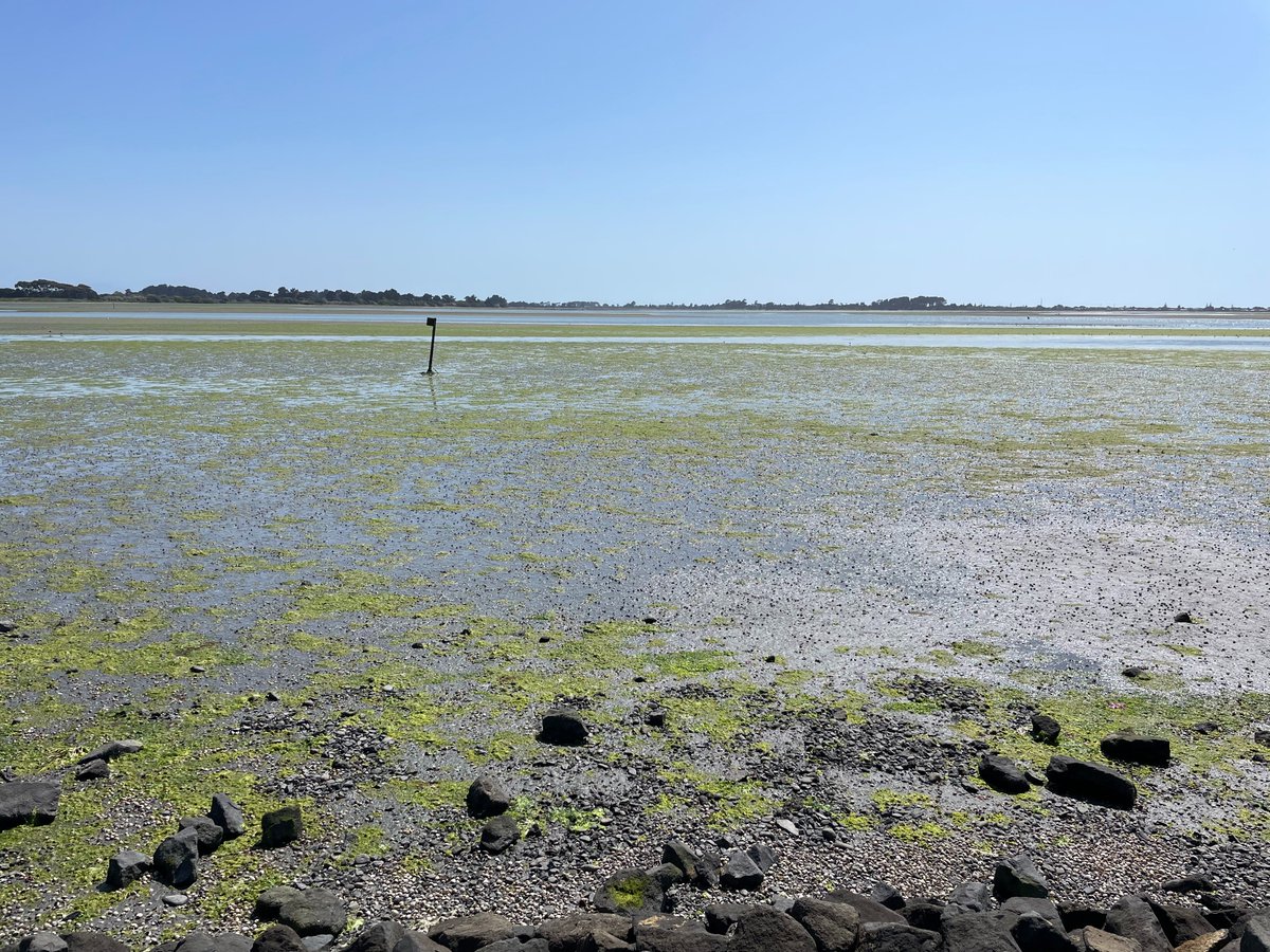 clementecology's tweet photo. Our latest paper presents a 'conceptual' multiscale approach for monitoring biogenic habitat formation in a temperate estuary #PhDChapter @ESAEcosphere🔗https://t.co/l75E1B61fy https://t.co/q9PWnF0eZ4