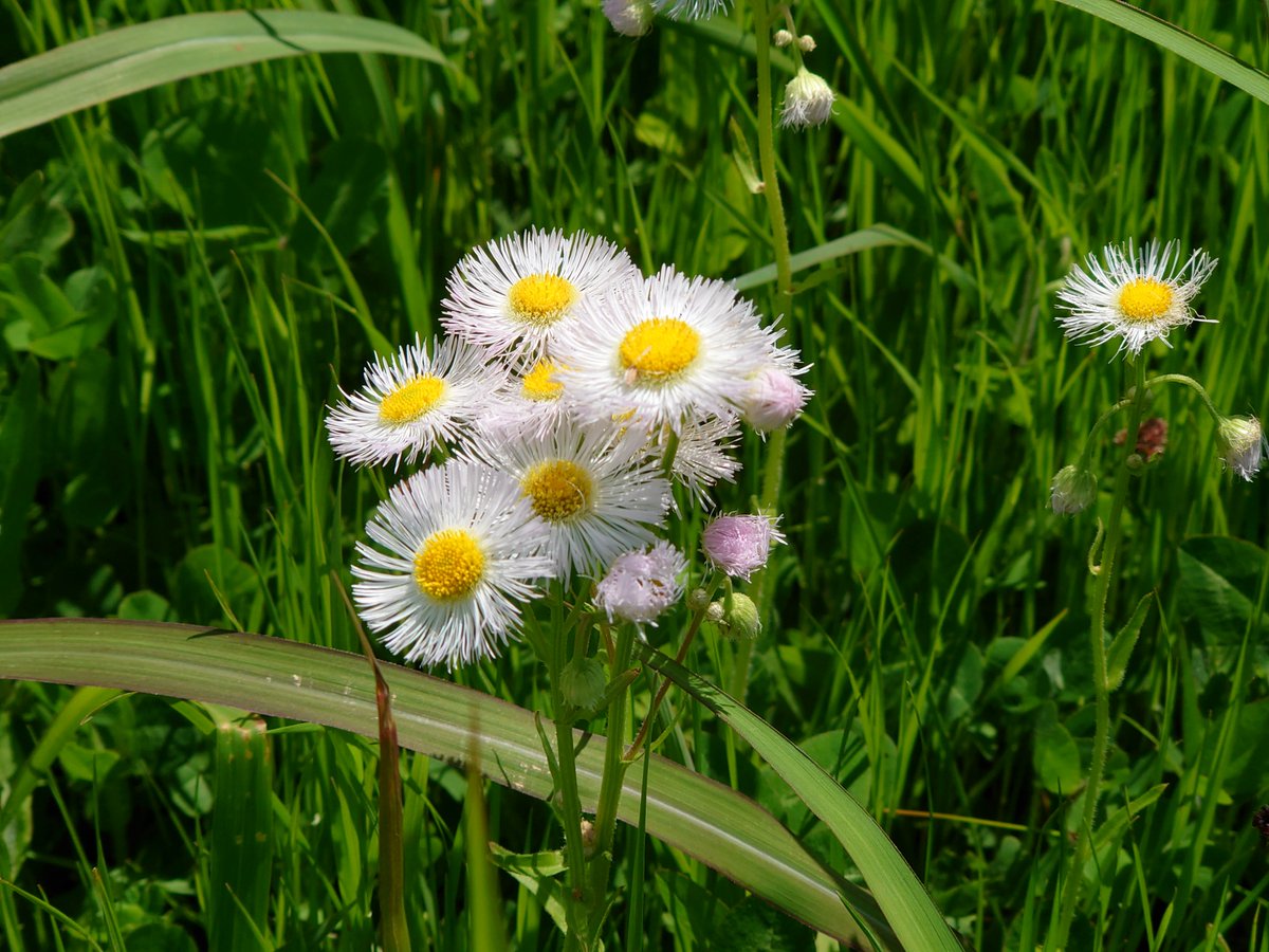 おはようございます！今朝は晴れです。清々しい草木の香りの風が吹く野花の季節です♪今日も一日お健やかにお過ごしください。 #企業公式が毎朝地元の天気を言い合う #企業公式相互フォロー #企業公式春のフォロー祭り #写真好きな人と繫がりたい #ファインダー越しの私の世界 #キリトリセカイ