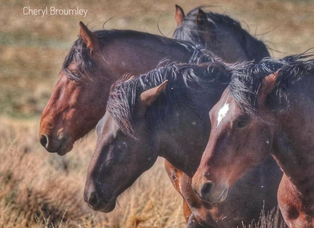 BACHELOR STALLIONS are on the range and looking for love. SInce coltood, they've honed skills in insight, speed, and flirtation on the run. And....go! Image by @CherylBroumley #wildhorses #Nevada #horses