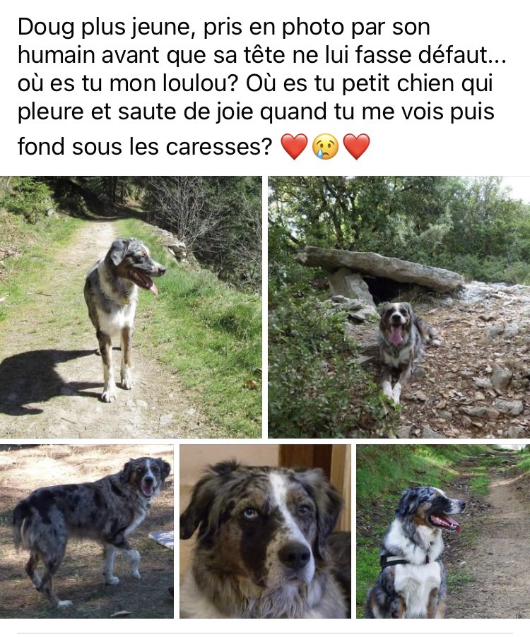 [ 🆘ALERTE🚨42] Doug n’a toujours pas été retrouvé. Voici la dernière publication de la fille du monsieur 💔💔 Pour rappel,elle cherchait une famille pour placer le chien de son papa qui « perd la tête » 😞Doug est peut être dans un kangoo blanc CS018QZ secteur La TALAUDIERE 42