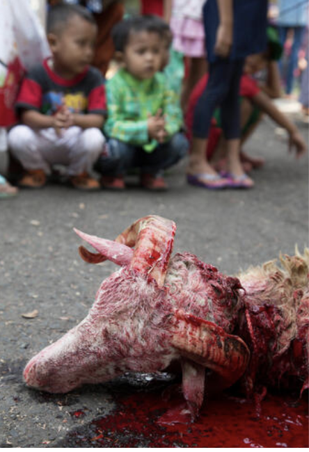 MumukshuSavitri's tweet photo. When kids grow up cutting animal's throats &amp; celebrate bloodlust on festivals, they become fully desensitized to violence. That's why Fayaz has no remorse at slaughtering Neha.

Add in a book full of contempt for Kafirs as subhuman &amp; you get unimaginable horror.
#NehaHiremath https://t.co/qQatwcyJNS