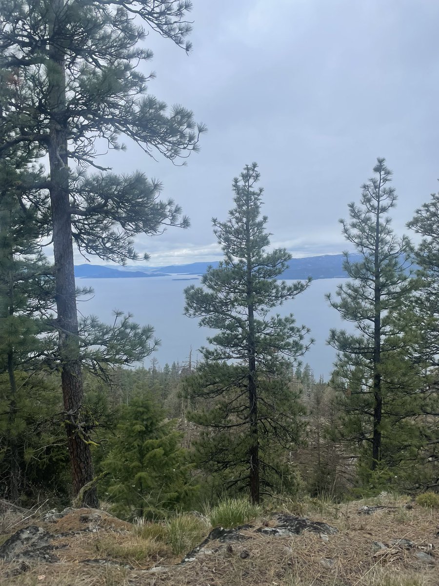 Saw some interesting shell fungus on my hike today on Beardance trail. The trail overlooks Flathead Lake south of Big Fork, Montana.