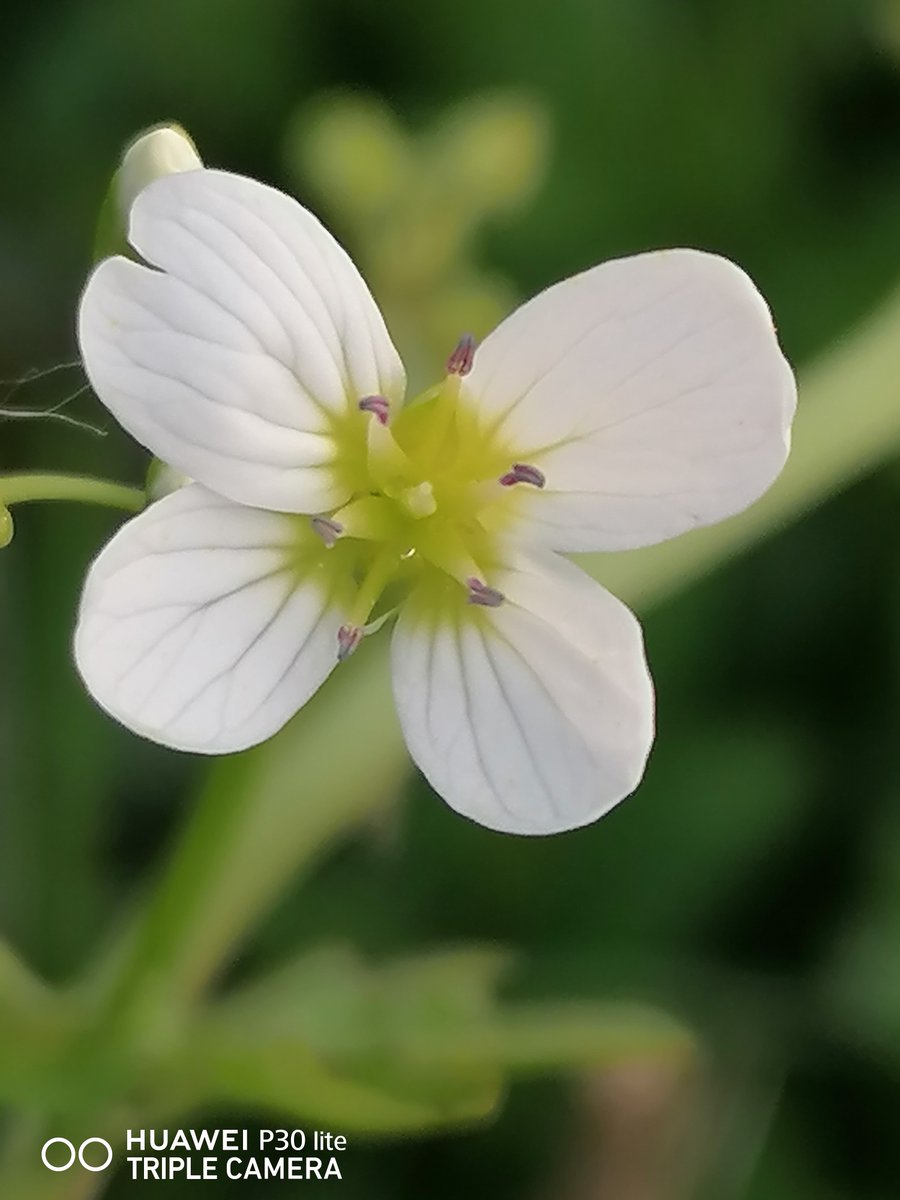 Surprise find local Canal, first view of beautiful Large Bitter-cress Cardamine amara. Distinctive feature 6 Violet Anthers, unlike other Cress & Cuckoos which are Yellow-Green. Declining species, largely absent from Southwest Britain @BSBIbotany @wildflower_hour #wildflowerhour