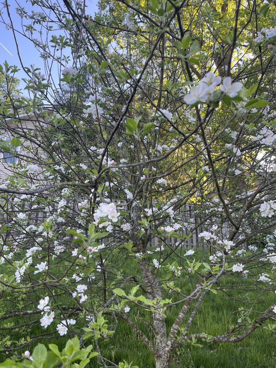 Our front yard & street have seen a parade of colors past weeks: first spring cherry, then daffodils, then Japanese flowering cherry (prunus serrulata lindl-on the sidewalk), then our Paradise Apple tree (white flowers), which usually yields hundred of apples.