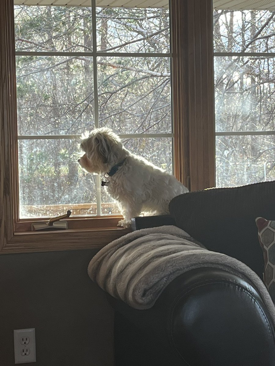 I love to sit on the window sill.