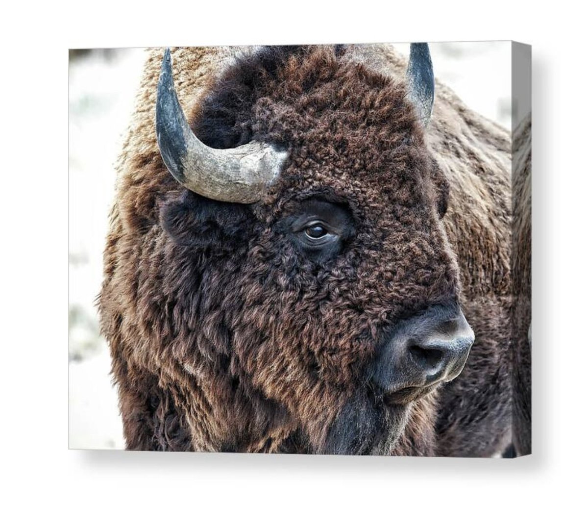 Get cozy with a touch of wild beauty. 🦬 fineartamerica.com/weeklypromotio… Buffalo Photograph - In the Presence of Bison Bison in Winter Canvas Print “In the Presence of Bison - Bison in Winter” 🎨 by Lena Owens - OLena Art is now available as a vibrant stretched canvas print. Perfect for