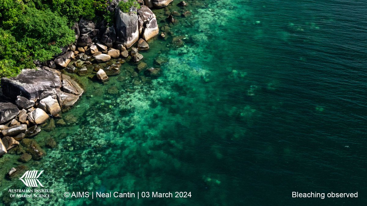 We’ve finished our largest ever science activity on the #GreatBarrierReef during a mass #coralbleaching event. More than 40 scientists carried out in-water surveys to assess the fine-scale effects of heat stress this summer. More: bit.ly/3Ug2Mn4