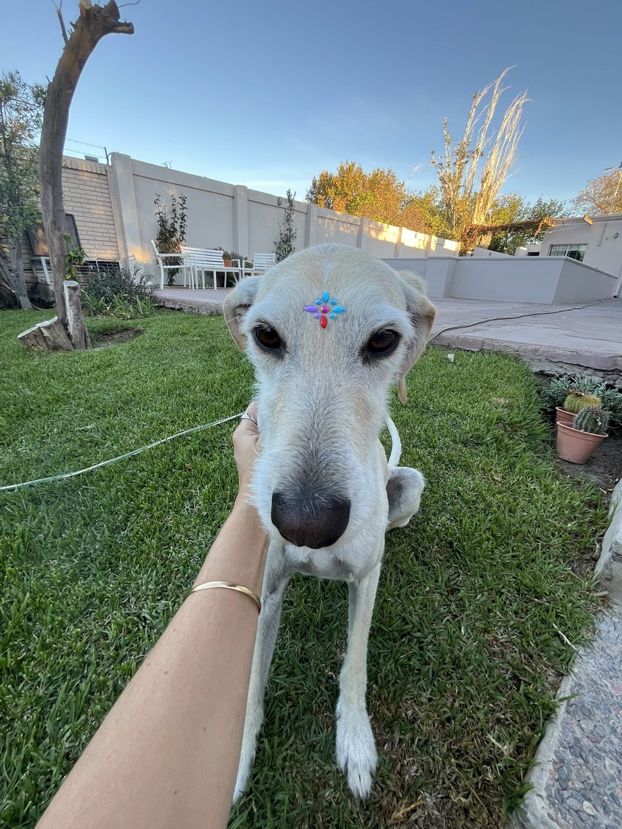 Agumoya_'s tweet photo. @MariaEmiliaMoya @mjosemoya JAJA pero esque ella no quiere quedarseeee y me da pena que crea que la abandono 💔 pero bueno sale preciosa adjunto pruebas https://t.co/l8o30asxyu